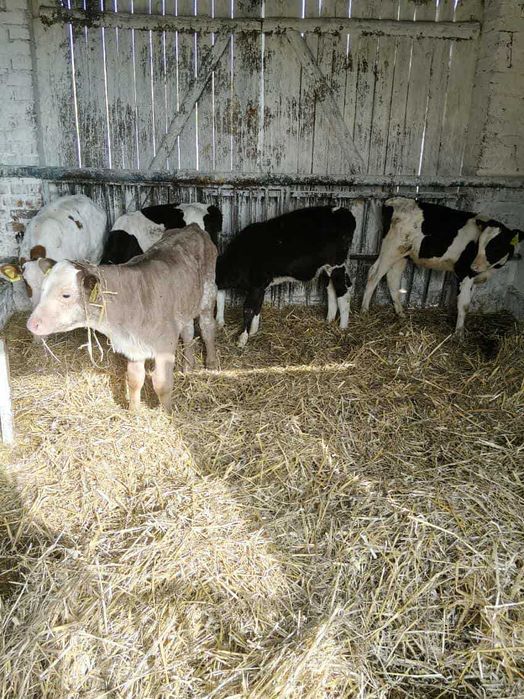 Sprzedam byczki 5 sztuk waga około 100 kg