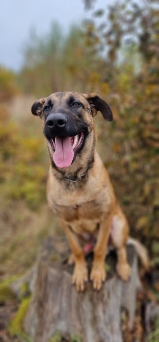 Owczarek belgijski Malinois