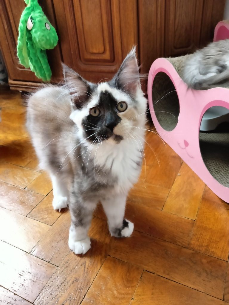Maine coon srebrzysta szylkretka z rodowodem FPL
