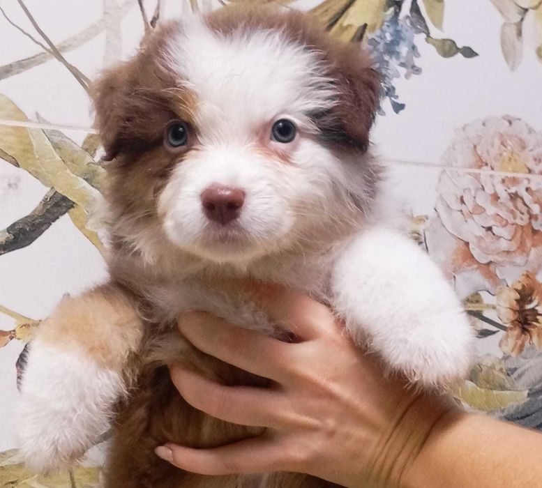 Owczarek australijski piesek red tri, długi ogon gotowy do zmiany domu