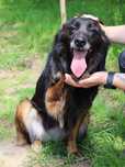 Remi w typie tervuerena