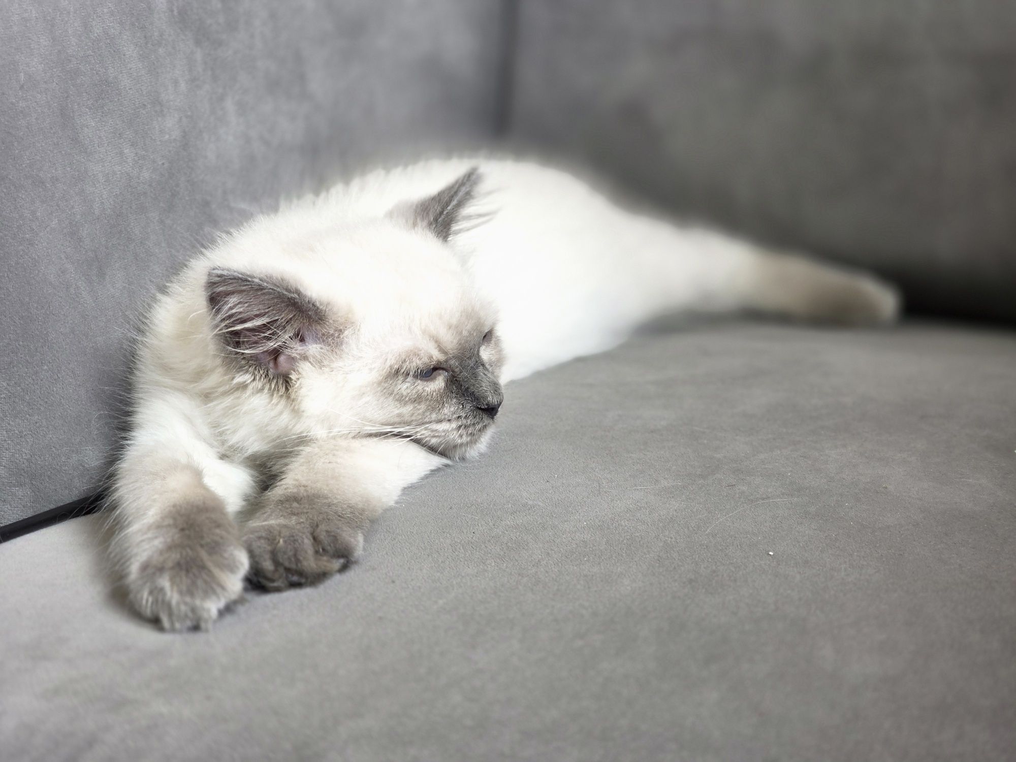 Blue colourpoint ragdoll WCF kocurek