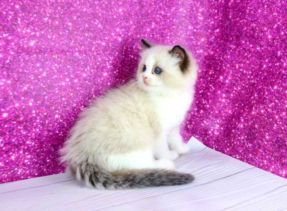 Чарівний пухнастий хлопчик регдолл с добрими навичками