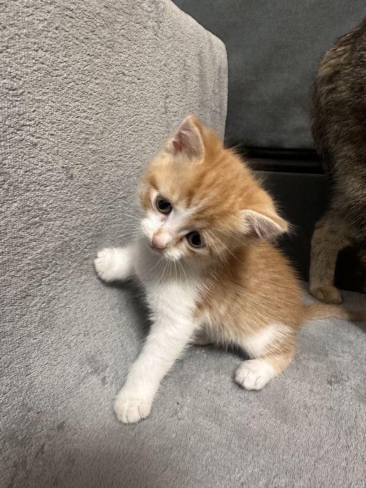 Віддам в добрі руки