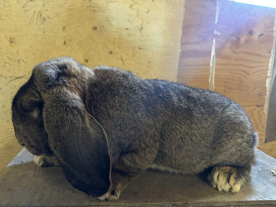 Sprzedam francuskie barany szare