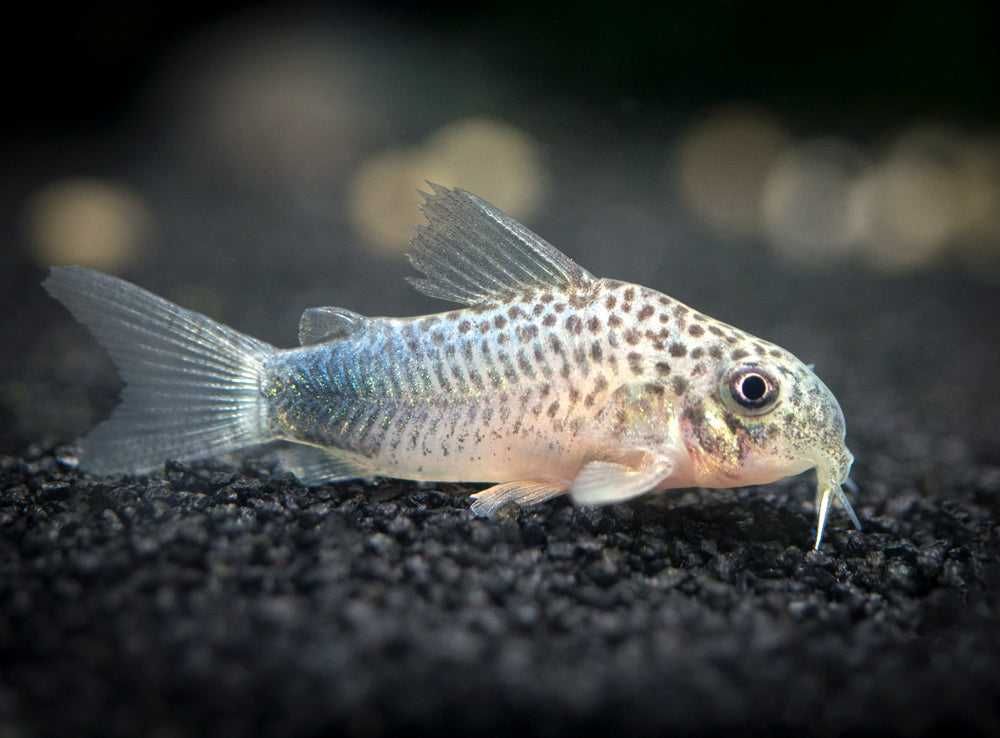 Kirysek szmaragdowoogonowy - Corydoras similis - Kirys - dowóz