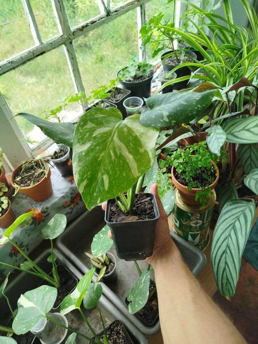 Монстера Тайське сузір'я