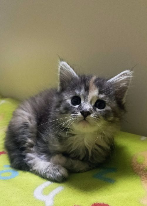 Віддам кішечку в добрі руки