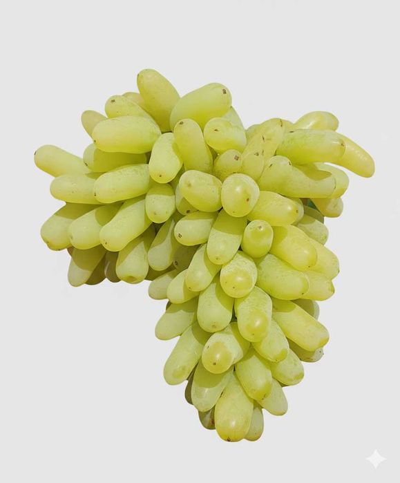 sadzonki winorośli winogron LAMBORGINI