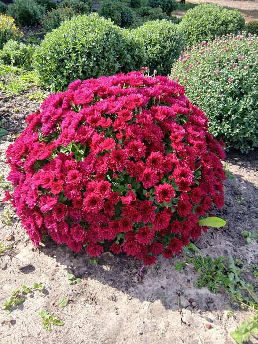 Хризантема мультифлора