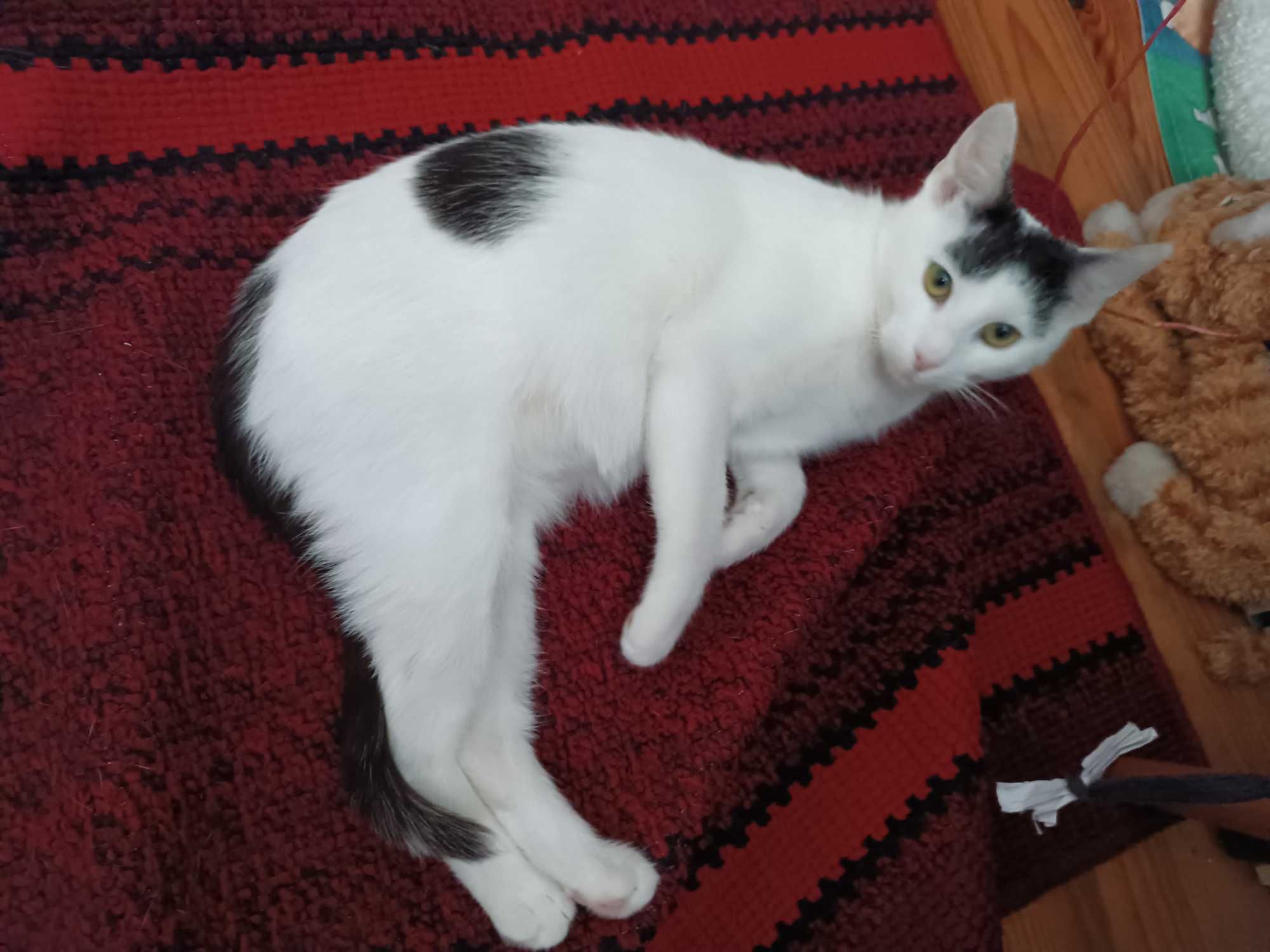 Para kociczek wysterylizowanych do adopcji