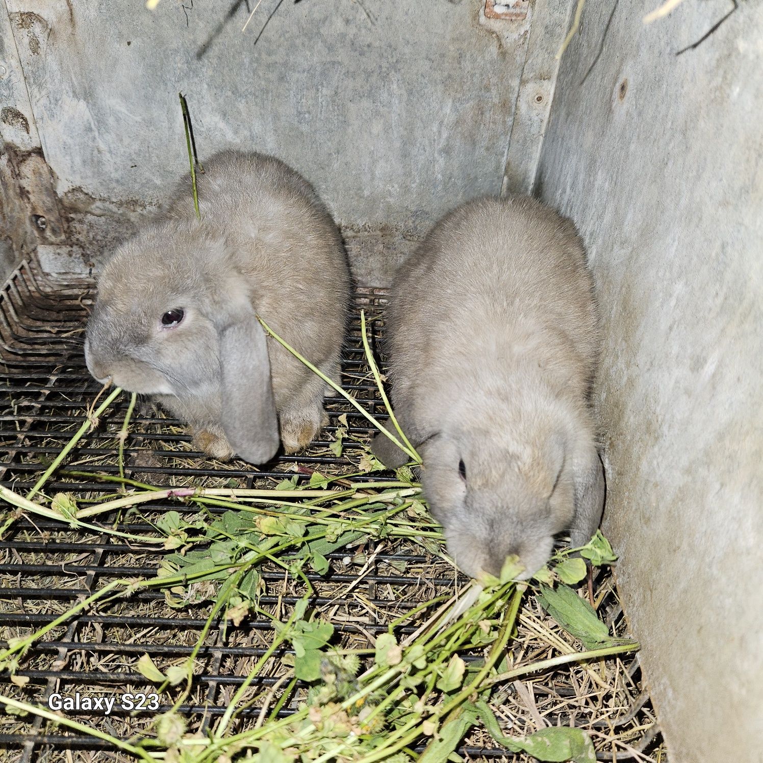 Coelhos anão Belier mini lop)