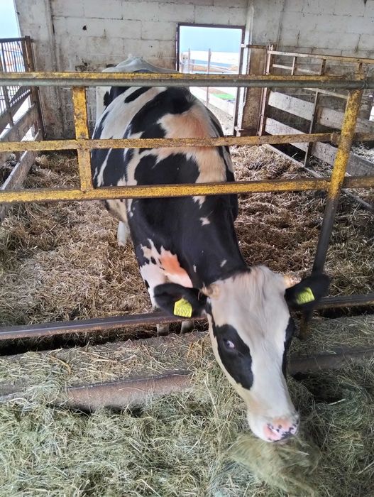 Jałówka wysokocielna