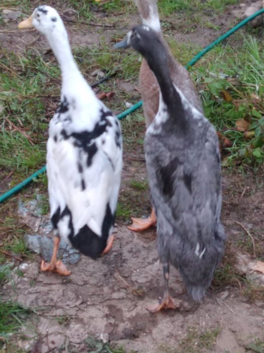 Kaczki biegusy biegus