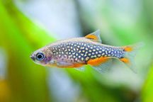 Razbora Galaxy / Danio perłowy (Danio margaritatus) WYSYŁKA AKWAWIN