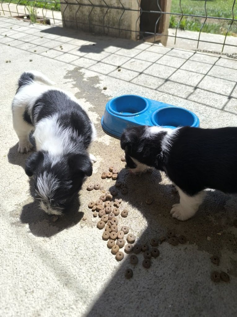 Cães de porte pequeno