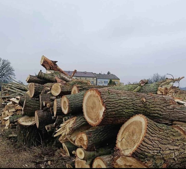 Drewno opałowe Topola