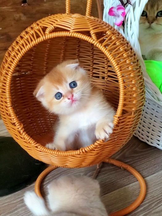Ручные малыши. Котята золотая шиншилла.