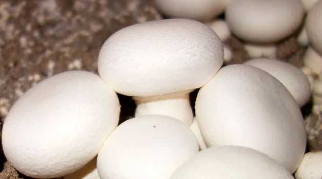 Мицелий шампиньонов - качественные и реально всхожие семена грибов