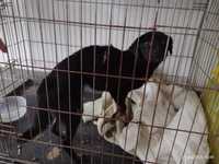 Czarny pies suczka znaleziony w Straszyn, mogła się długo błakać