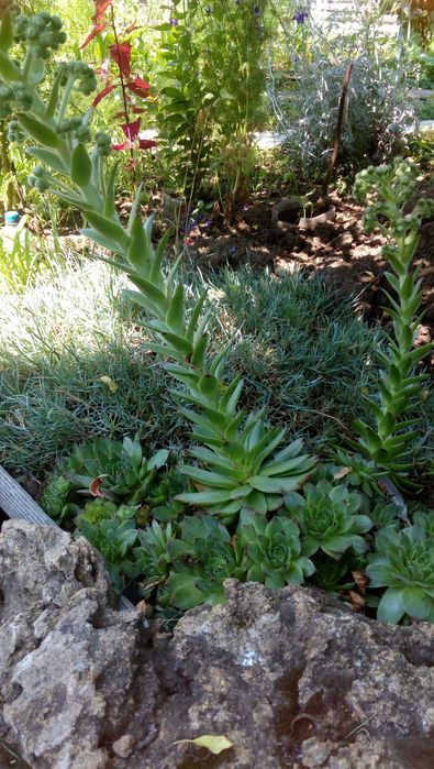 Почвопокровные Гвоздика, Молодило, Седумы, Дюшенея