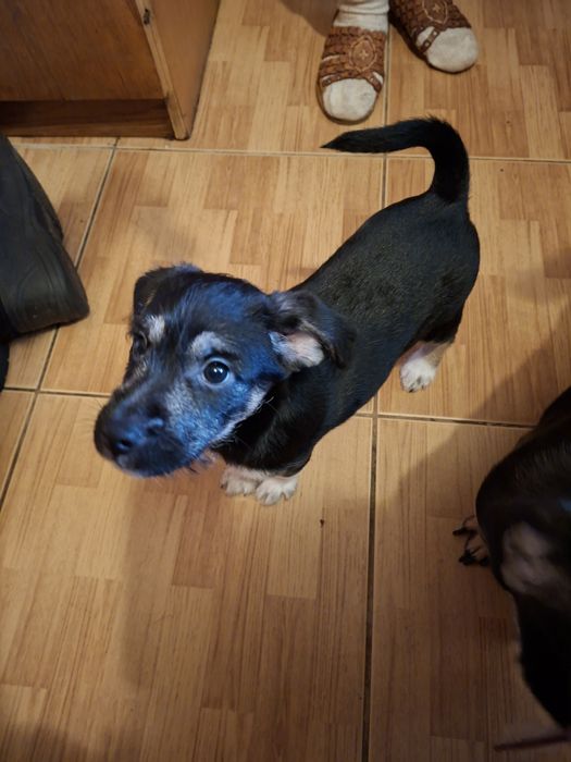 Oddam szczeniaki suczki