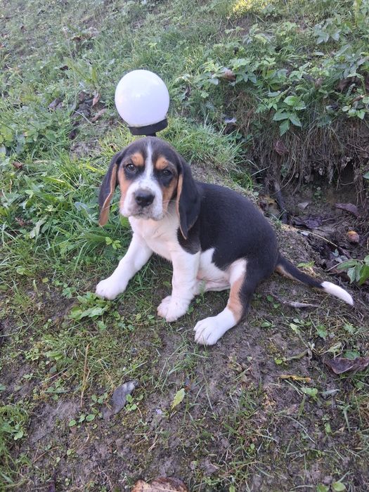 Szczeniak Beagle