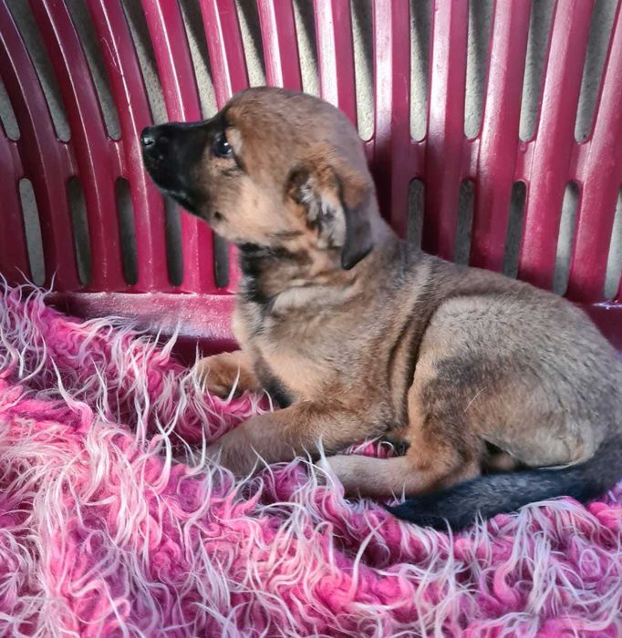 Trzymiesięczna Lula nie ma domu.