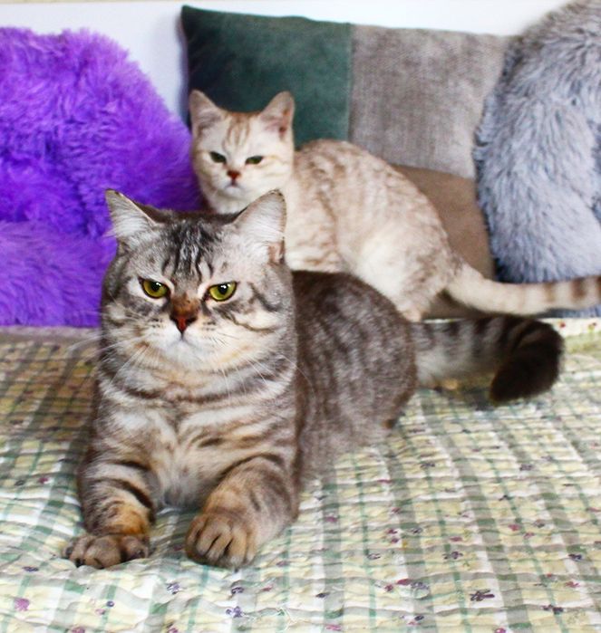 Красень британець