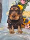 Cocker spaniel angielski - piesek z rodowodem