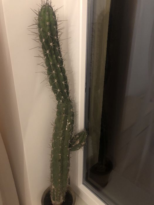 Kaktus prawdziwy ok 90 cm