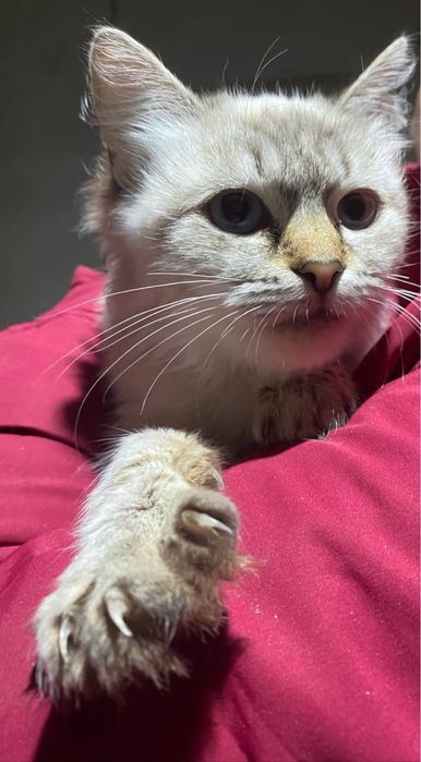 Нейморівно гарна кішечка шукає сімʼю!!!