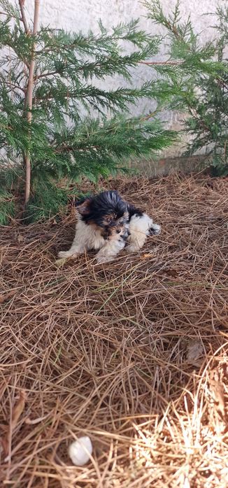 biewer macho super pequenino