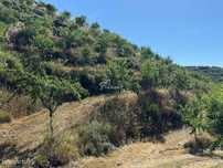 Exploração Agrícola Sustentável com 17ha de Amendoal Certificado – Inf