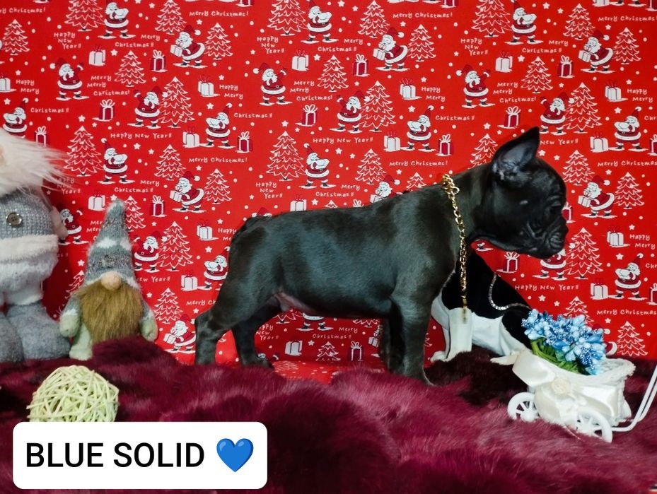 Blue solid,шикарный парень. Доставка по Украине и Европе.