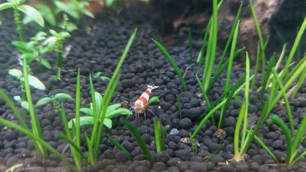 Camarões neocaridina davidi