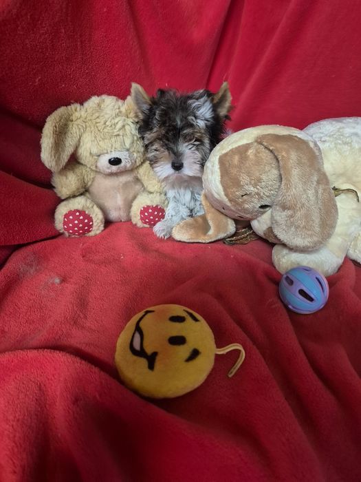 Biewer Terrier Macho  Criadora Registada PT 3088 FL