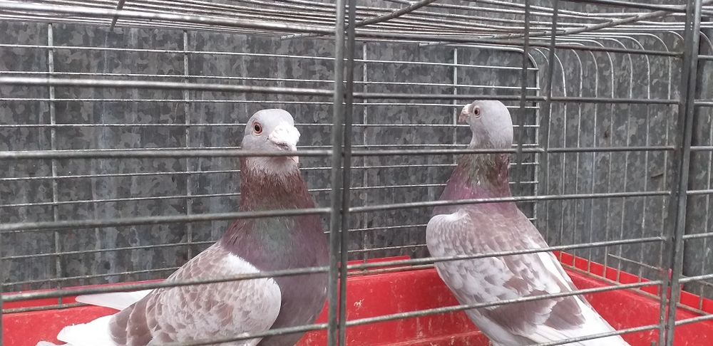 Gołębie staropolskie