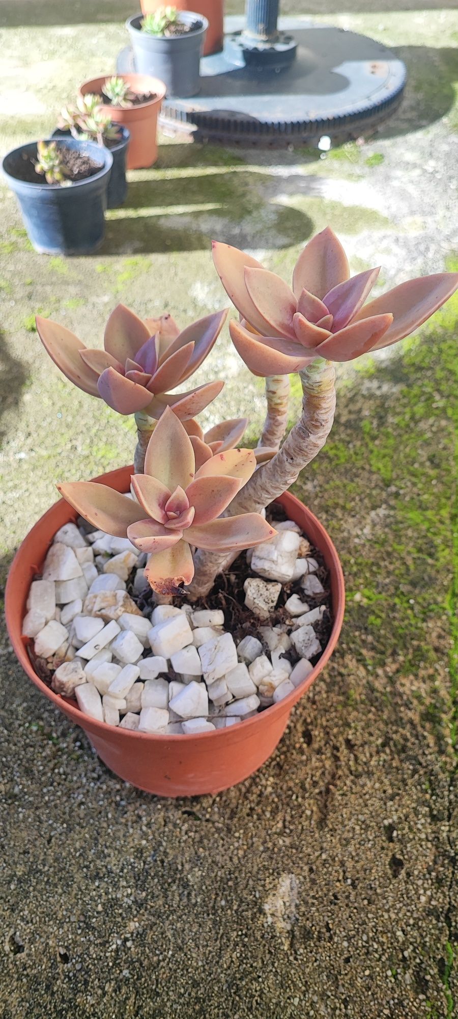 Planta suculenta