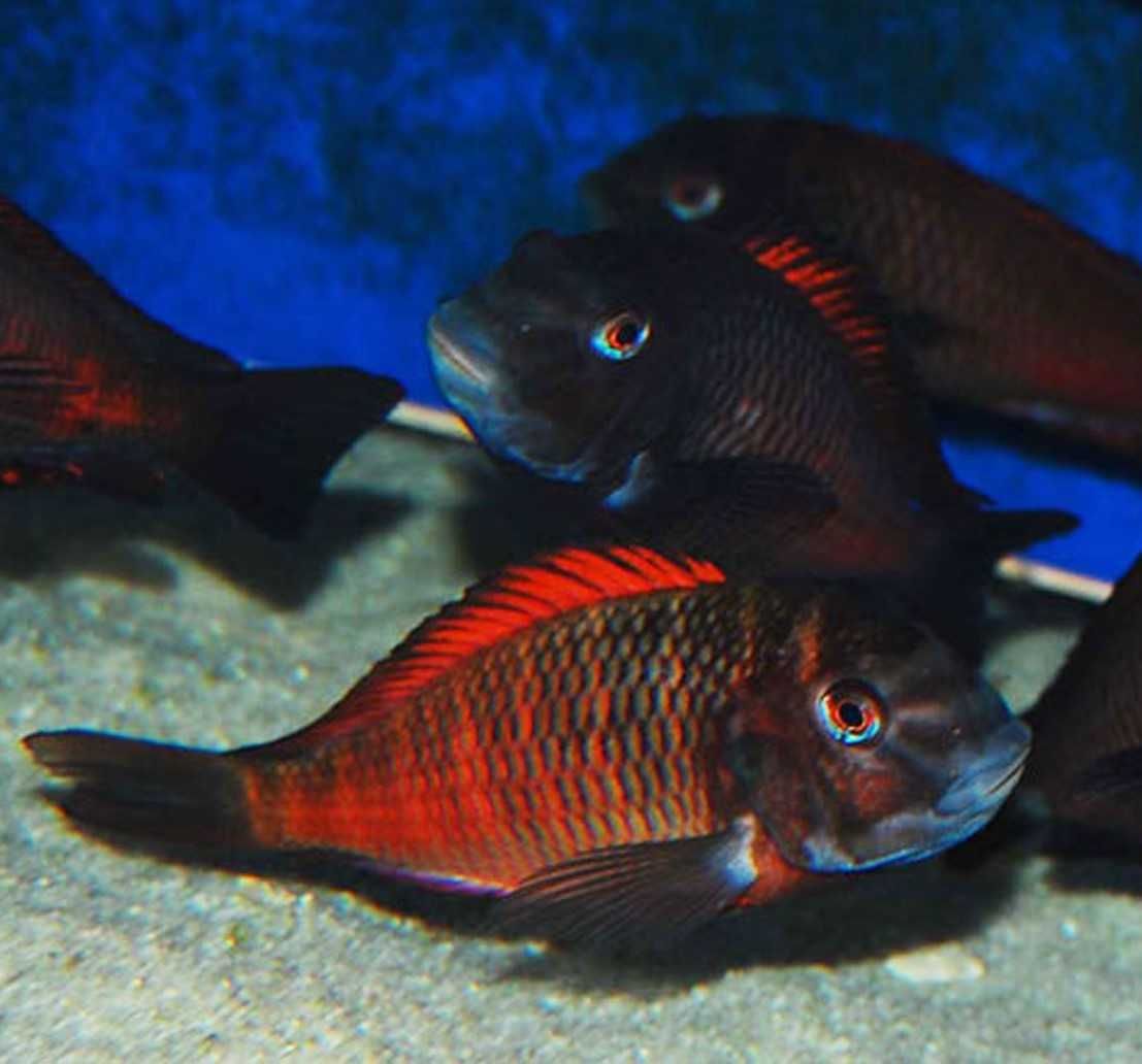 Tropheus sp. Moliro Red - pokolenie F1 - dowóz, wysyłka