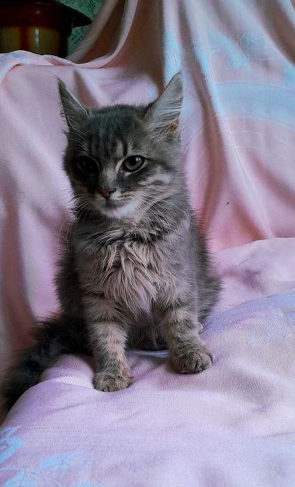 Котенок в добрые руки