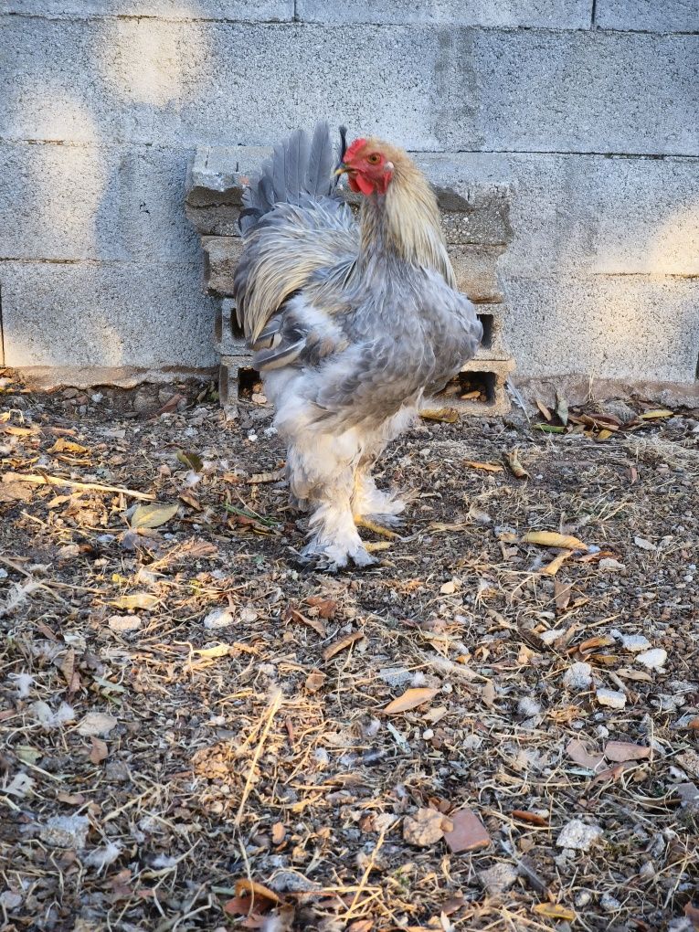Brahma dark, Isabella, buff e perdiz
