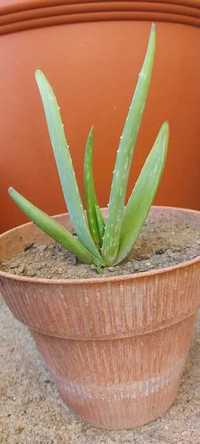 Suculentas - Aloe vera - planta - cato - produção biológica