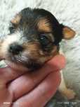 Yorkshire terrier biewer