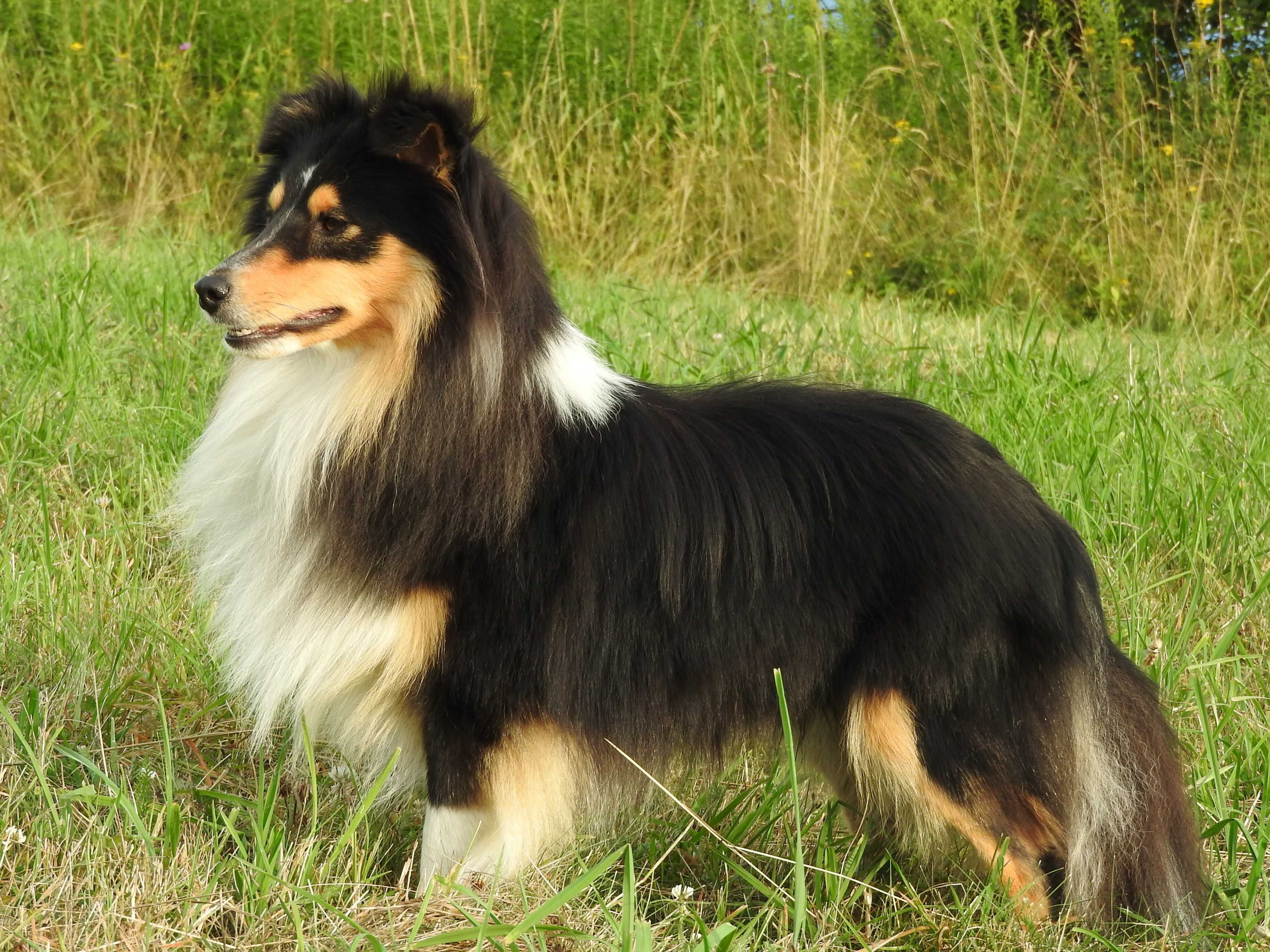 Owczarek szetlandzki, sheltie, shetland sheepdog