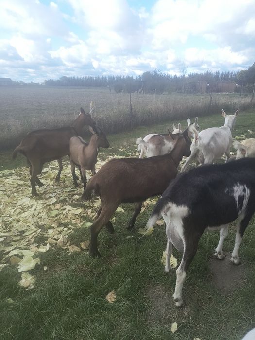 Koza alpejska z instytutu