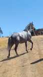 Cavalos lusitano