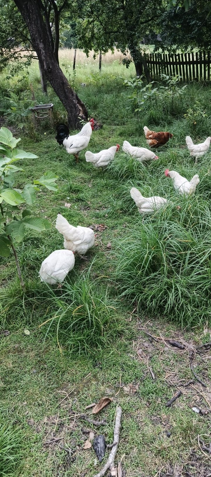 Продаю домашні кури та півня