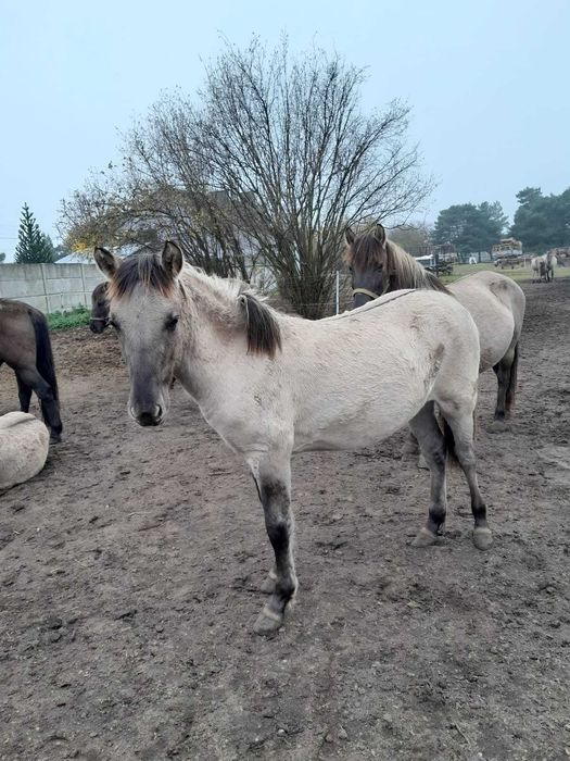 Klacz rasy konik polski