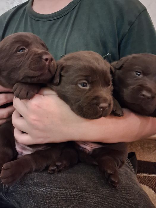 Шоколадные щенки лабрадора